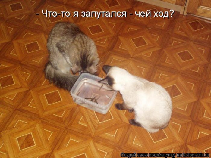 Лучшие котоматрицы недели