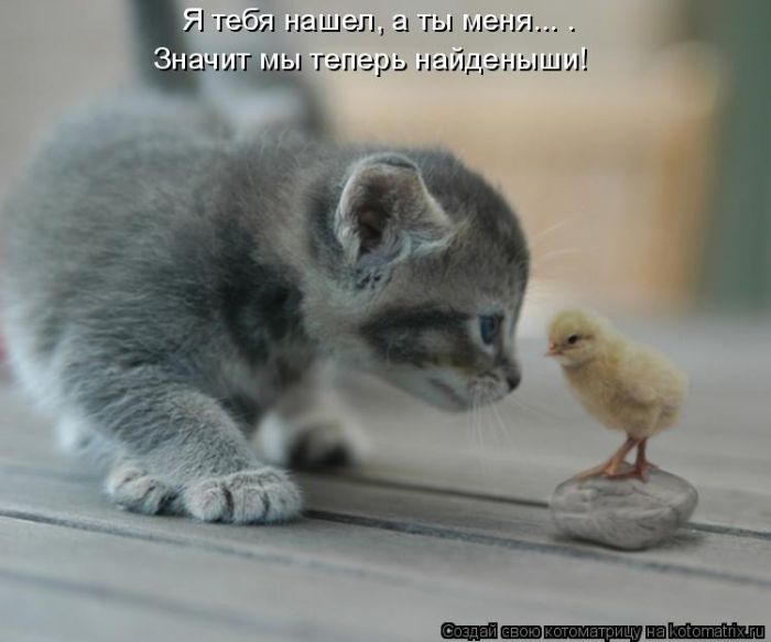 Лучшие котоматрицы недели