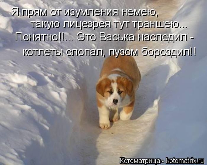 Лучшие котоматрицы недели