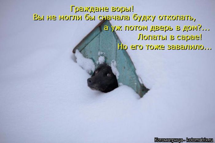 Лучшие котоматрицы недели