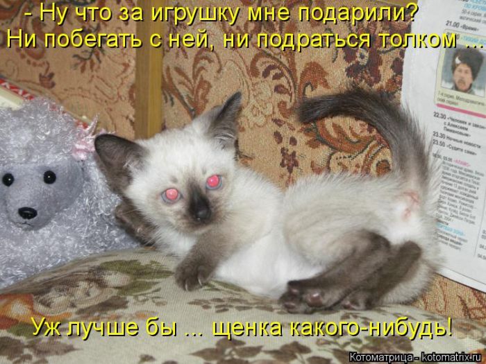 Лучшие котоматрицы недели