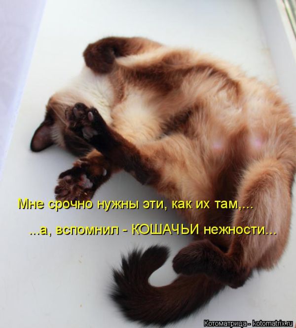 Лучшие котоматрицы недели