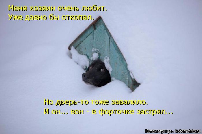 Лучшие котоматрицы недели