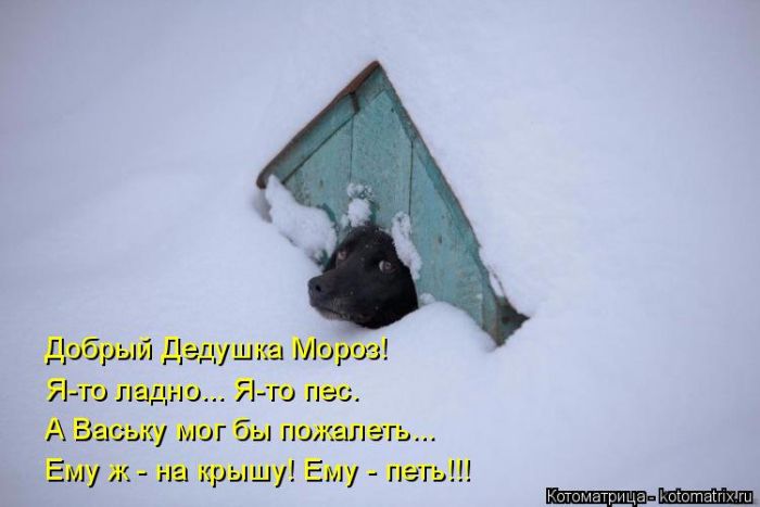 Лучшие котоматрицы недели