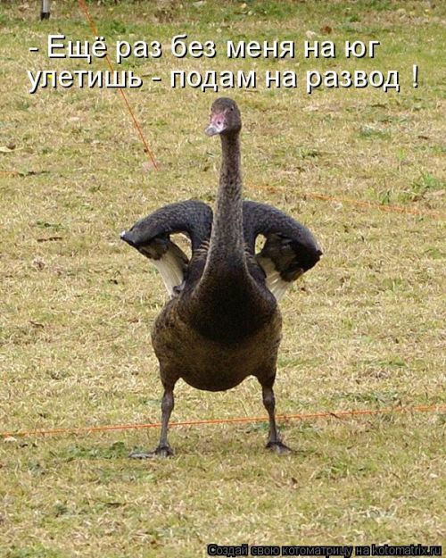 Лучшие котоматрицы недели