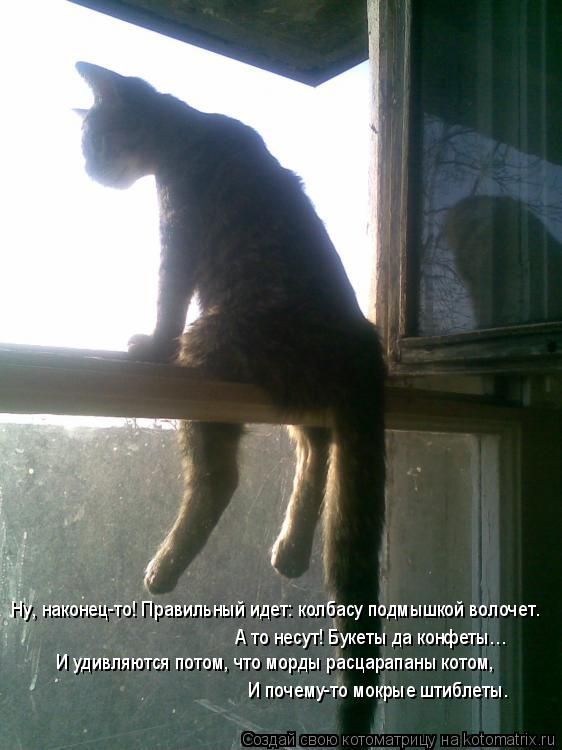 Лучшие котоматрицы недели