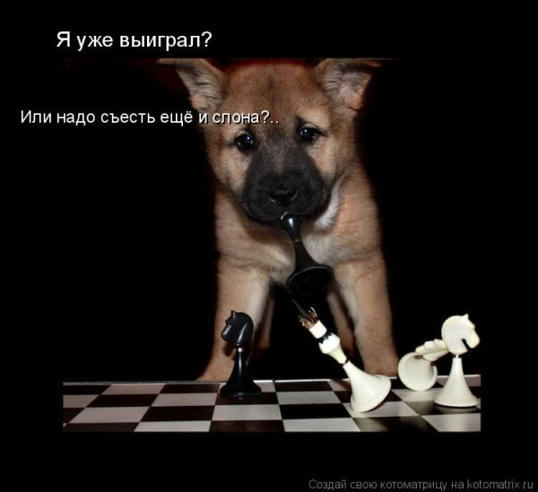 Лучшие котоматрицы недели