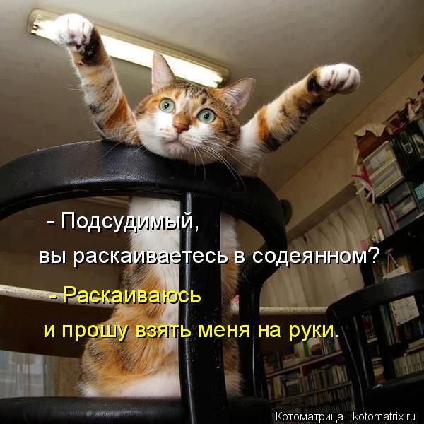 Лучшие котоматрицы недели