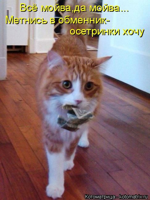 Лучшие котоматрицы недели