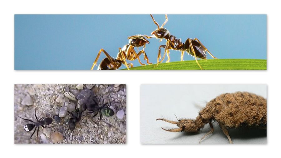 Военные стратегии насекомых (6 фото) Военные стратегии насекомых (6 фото)