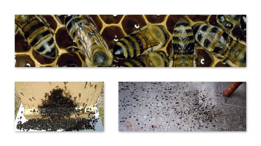 Военные стратегии насекомых (6 фото) Военные стратегии насекомых (6 фото)