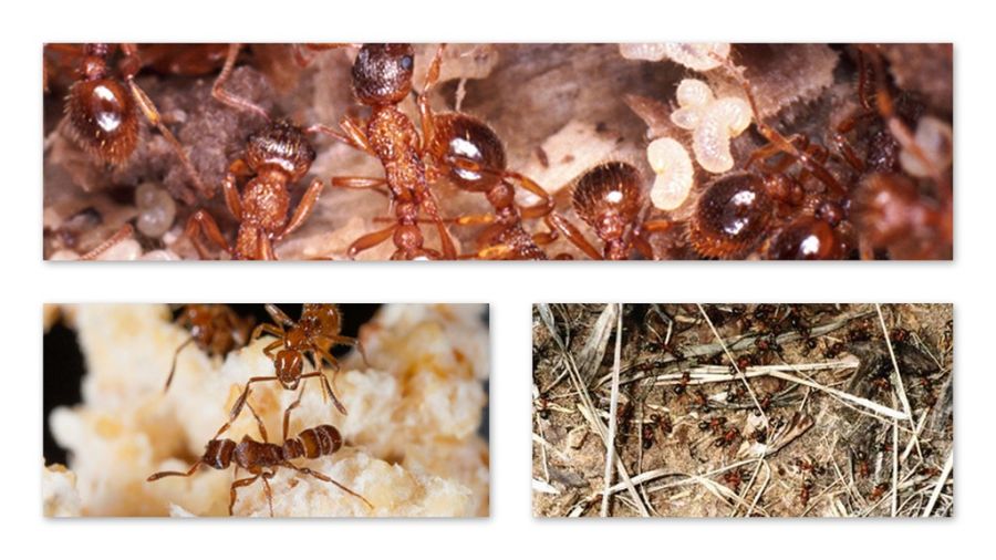 Военные стратегии насекомых (6 фото) Военные стратегии насекомых (6 фото)