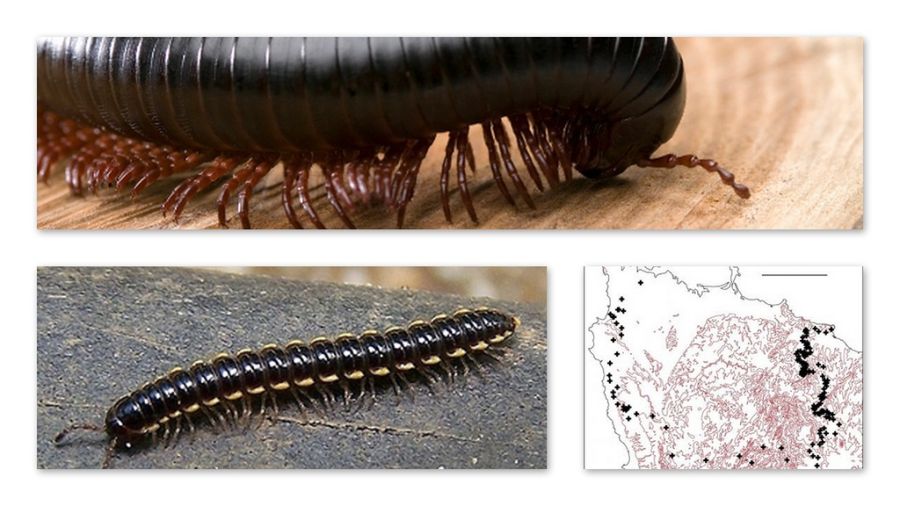 Военные стратегии насекомых (6 фото) Военные стратегии насекомых (6 фото)