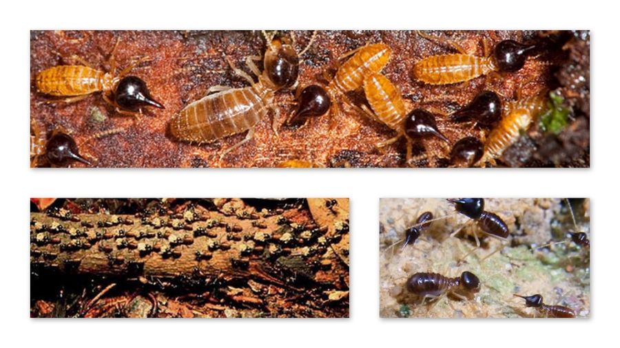 Военные стратегии насекомых (6 фото) Военные стратегии насекомых (6 фото)