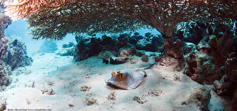 Другая реальность