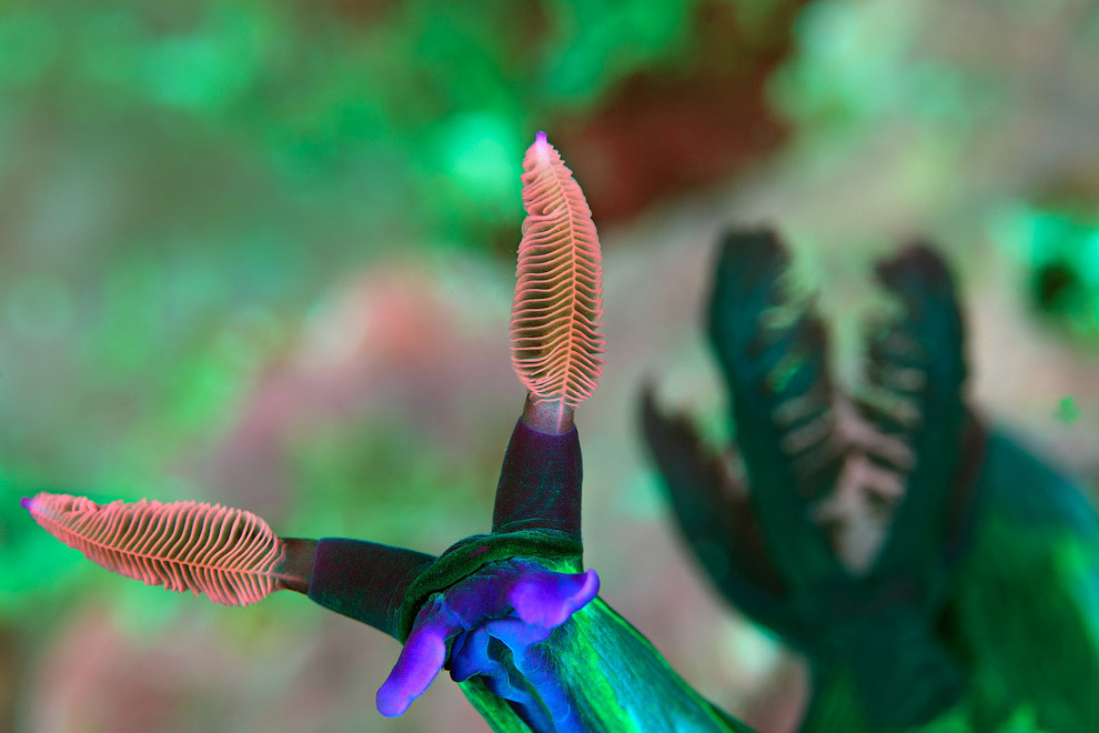 Другая реальность