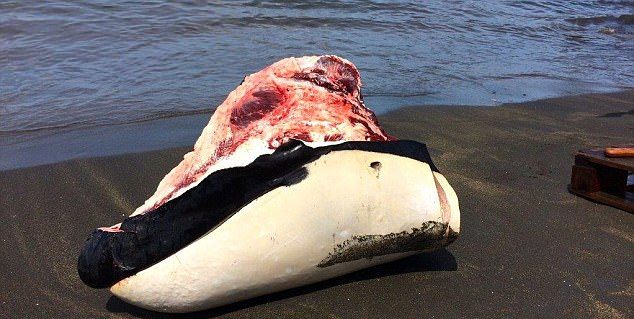 Карибские рыбаки разделали на глазах туристов двух убитых косаток