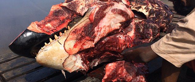 Карибские рыбаки разделали на глазах туристов двух убитых косаток