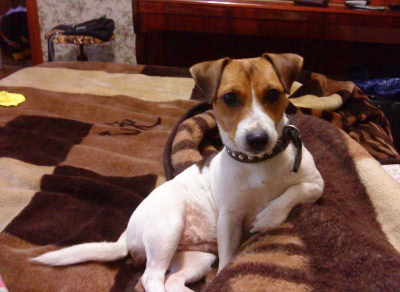 Даже такой маленький песик, как джек-рассел-терьер, может изрядно изуродовать лицо