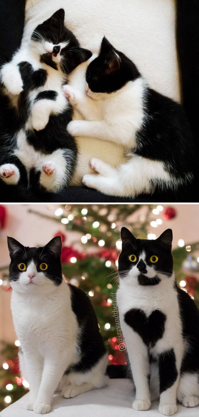 25 очаровательных животных, которые выросли вместе