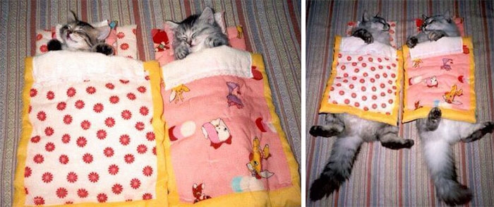 25 очаровательных животных, которые выросли вместе