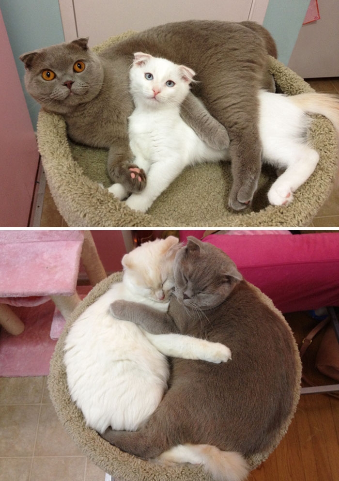 25 очаровательных животных, которые выросли вместе