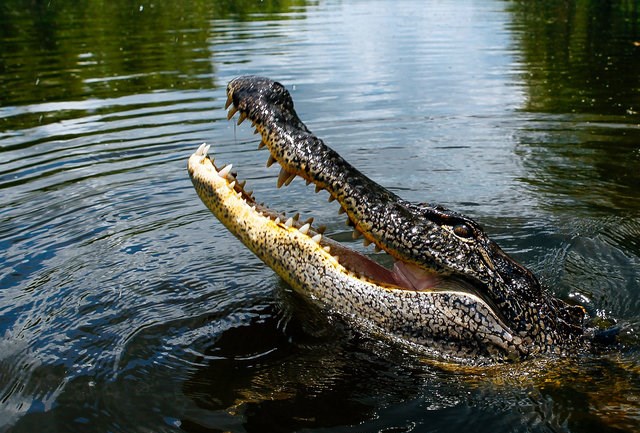 Как спастись при нападении 10 смертельно опасных животных