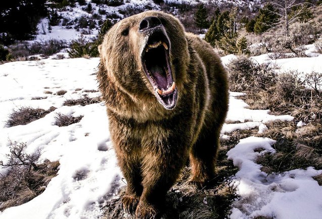 Как спастись при нападении 10 смертельно опасных животных