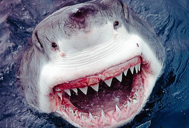 Как спастись при нападении 10 смертельно опасных животных