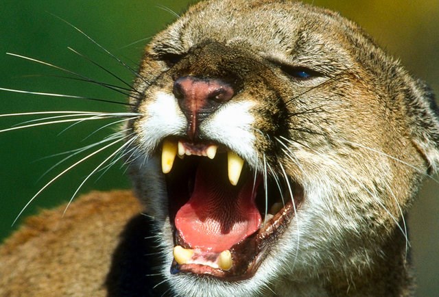 Как спастись при нападении 10 смертельно опасных животных