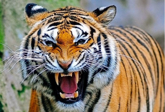 Как спастись при нападении 10 смертельно опасных животных