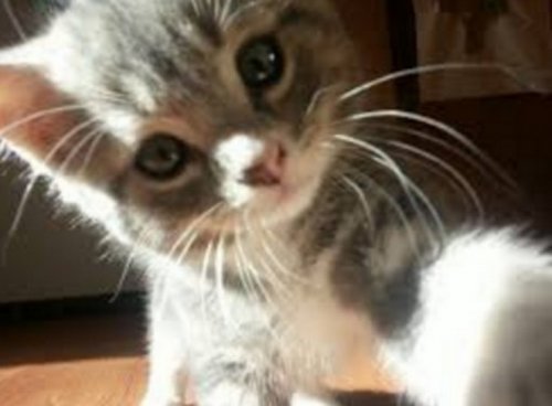 Сексуальные селфи девушек