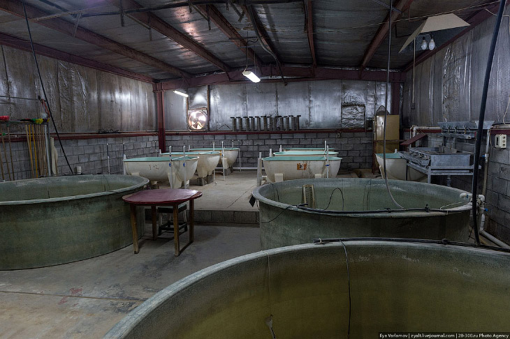 Как производят черную икру