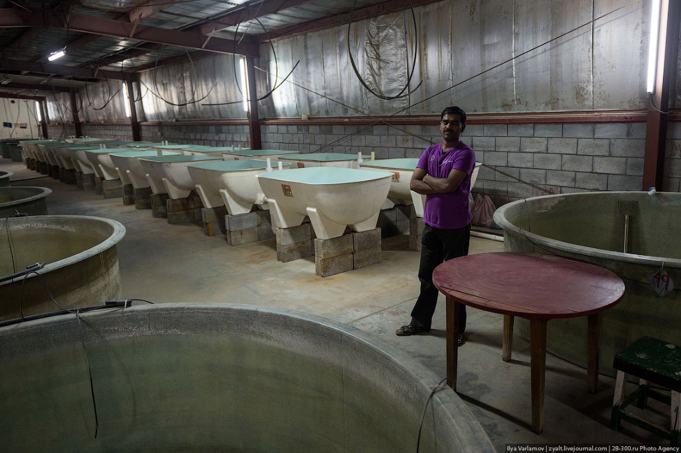 Как производят черную икру