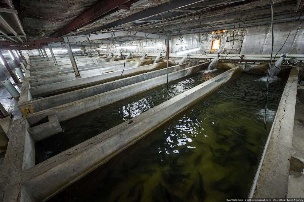 Как производят черную икру