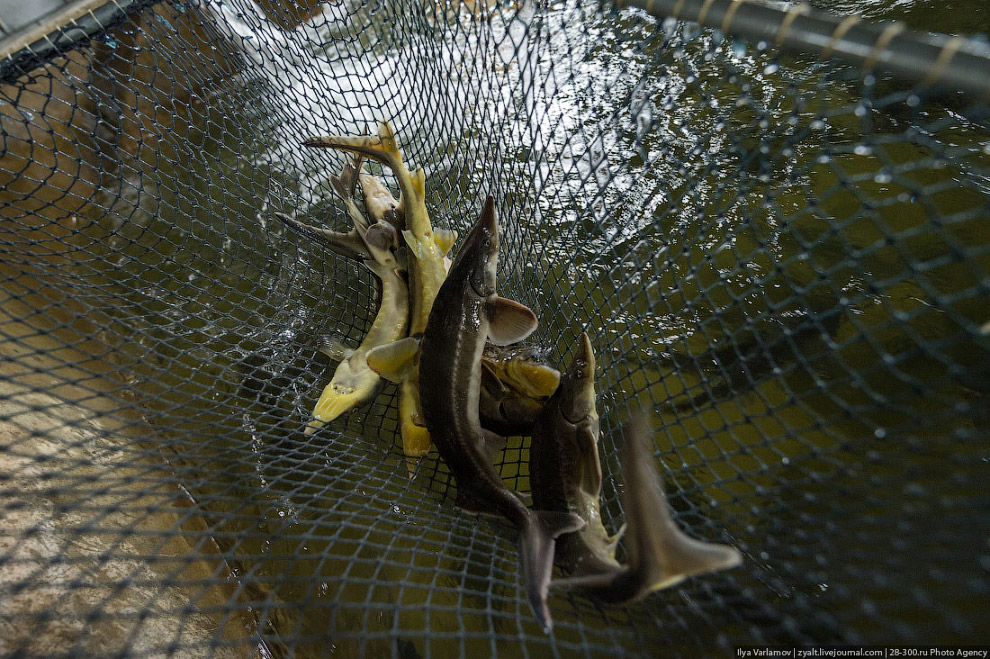 Как производят черную икру