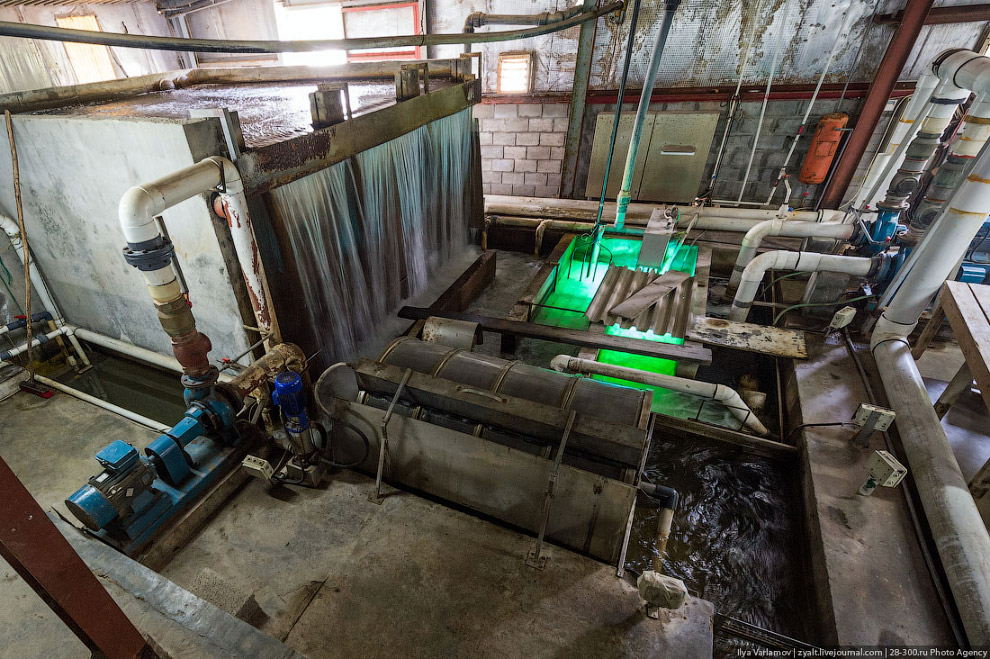 Как производят черную икру