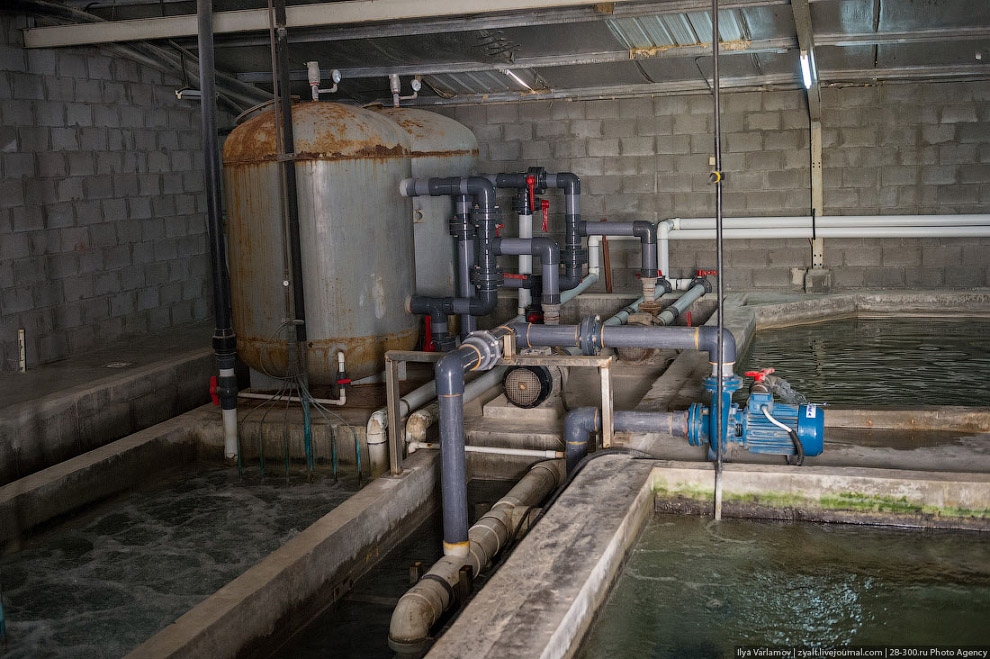 Как производят черную икру