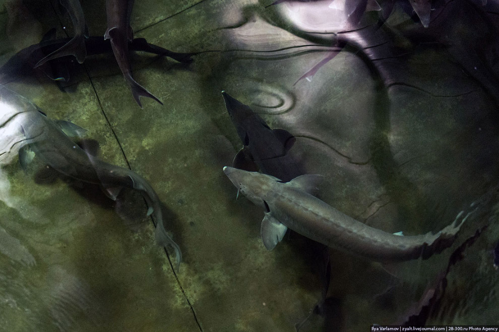 Как производят черную икру