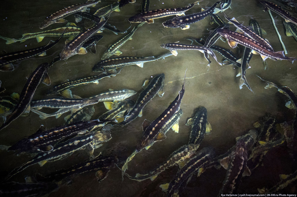 Как производят черную икру