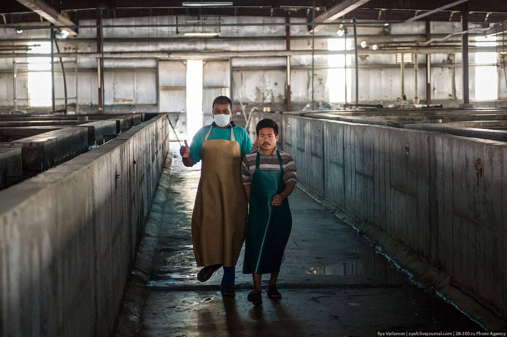 Как производят черную икру