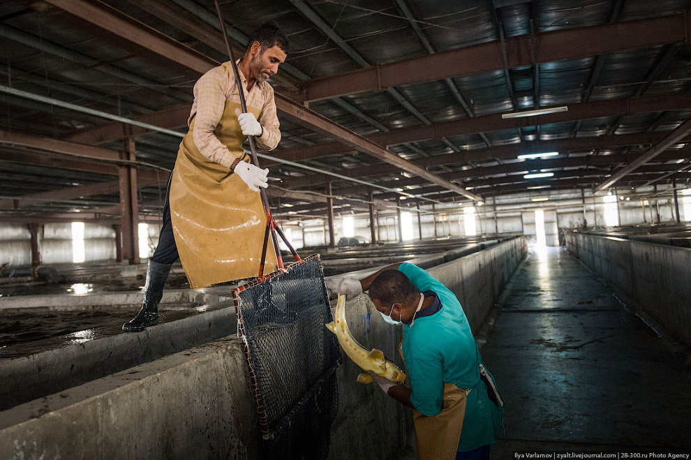 Как производят черную икру