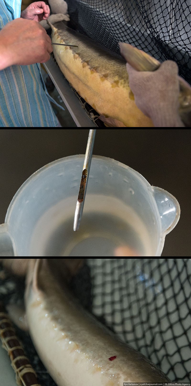 Как производят черную икру