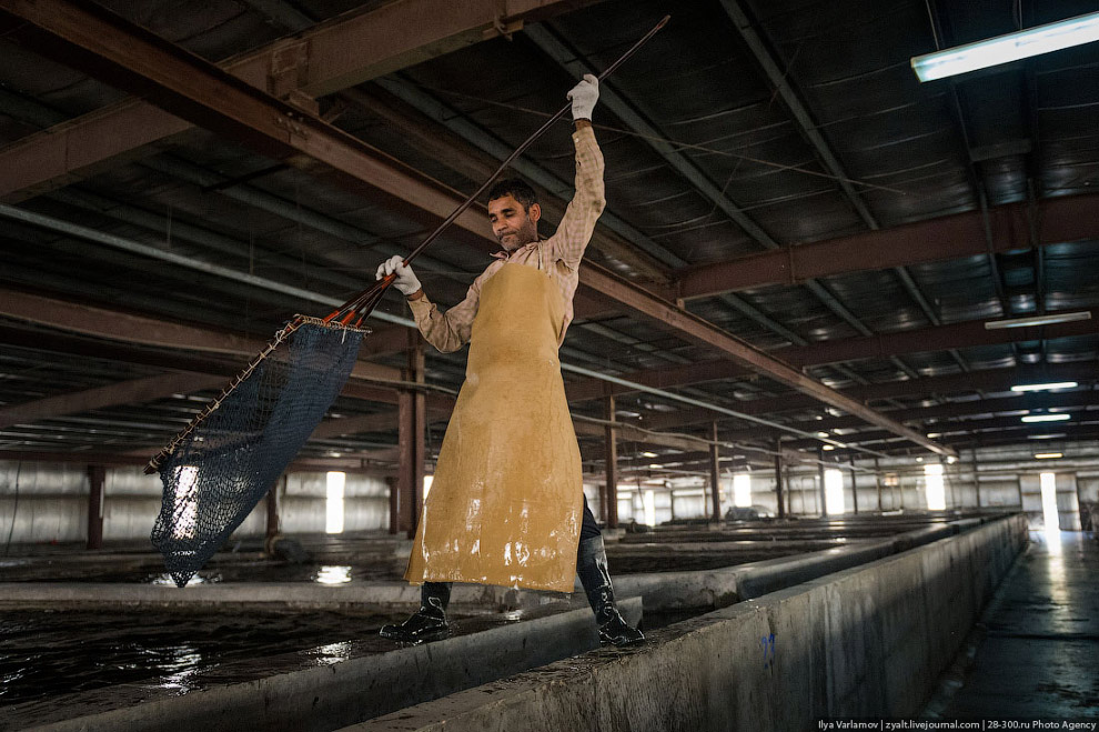 Как производят черную икру