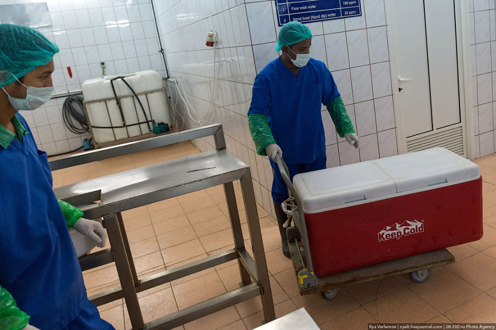 Как производят черную икру