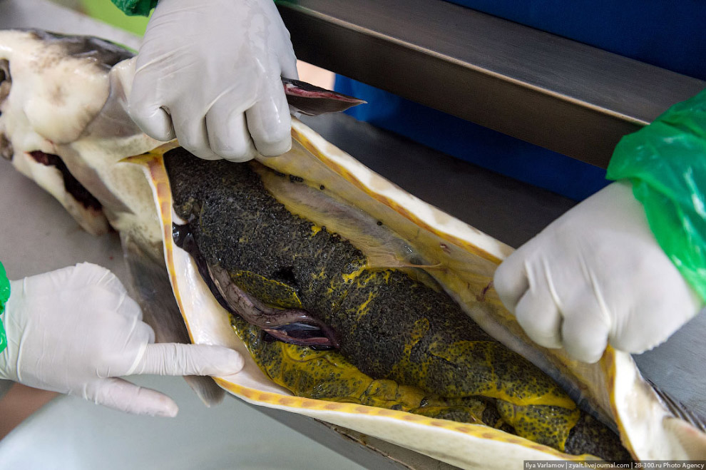 Как производят черную икру