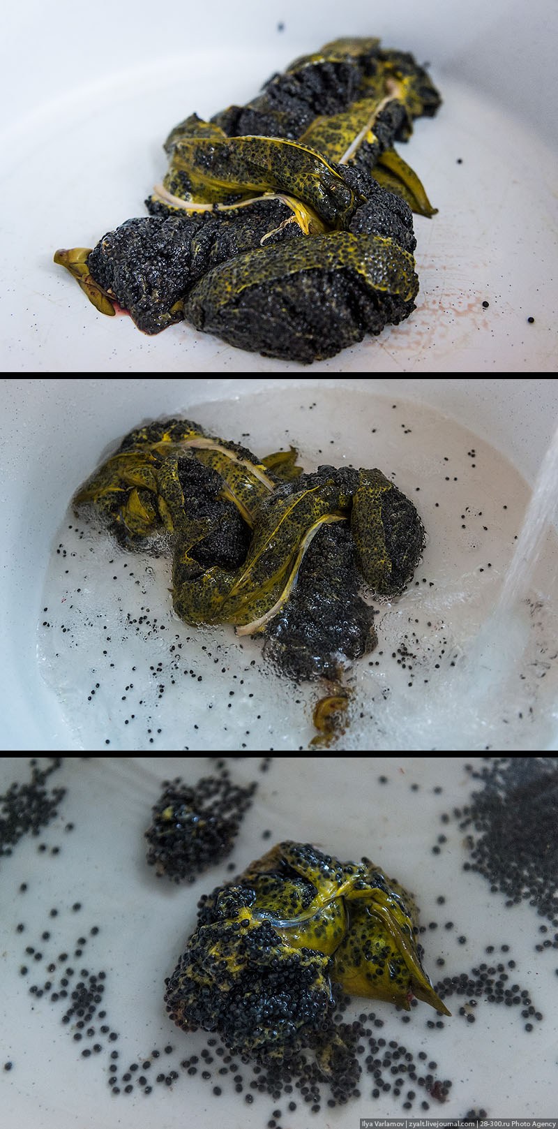 Как производят черную икру