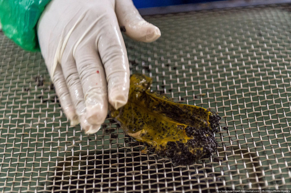 Как производят черную икру