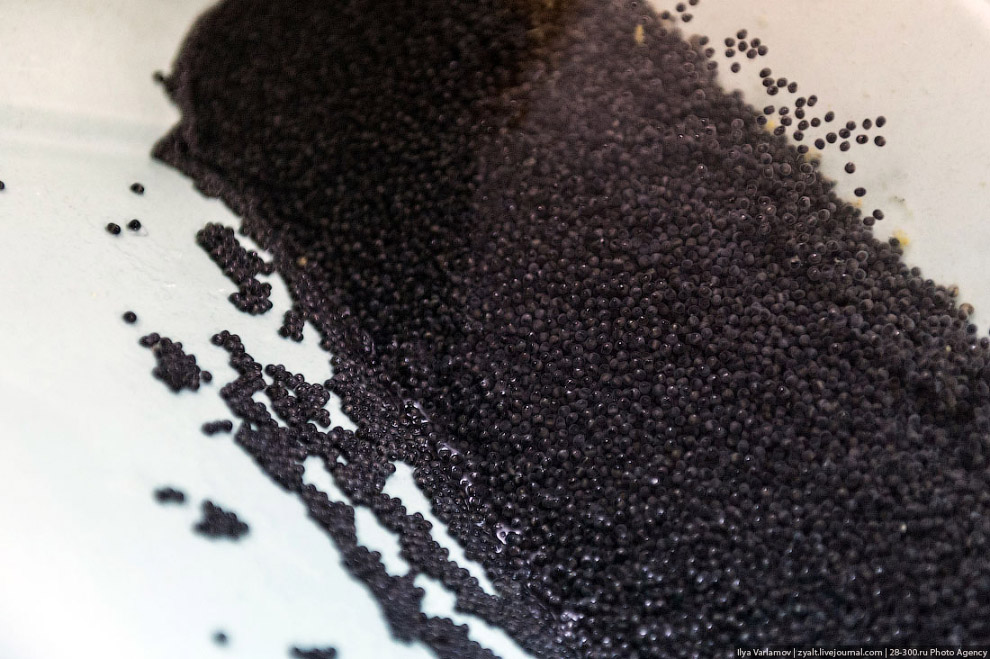 Как производят черную икру