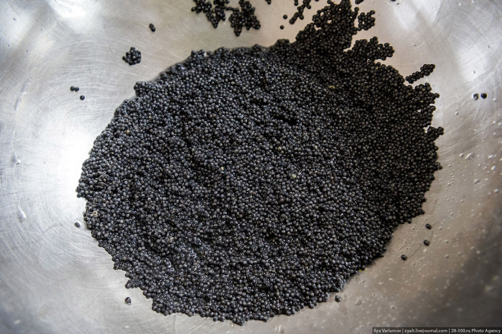 Как производят черную икру